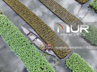 Aerial view of farmers cultivating vegetables on floating gardens in Nazirpur, Pirojpur, Bangladesh, on September 28, 2024. The farmers navi...