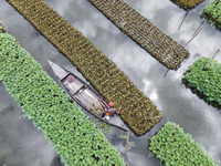 Aerial view of farmers cultivating vegetables on floating gardens in Nazirpur, Pirojpur, Bangladesh, on September 28, 2024. The farmers navi...