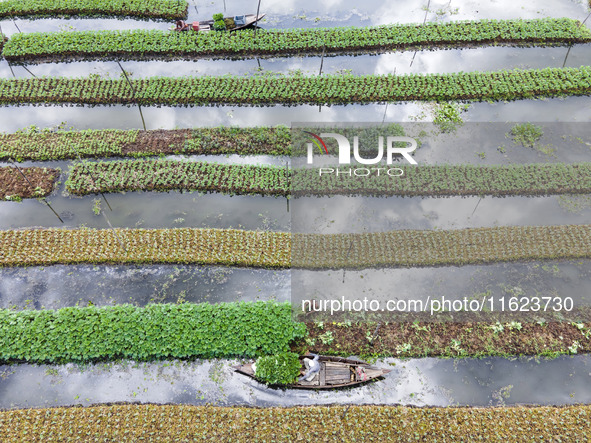 Aerial view of farmers cultivating vegetables on floating gardens in Nazirpur, Pirojpur, Bangladesh, on September 28, 2024. The farmers navi...