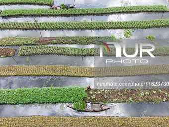 Aerial view of farmers cultivating vegetables on floating gardens in Nazirpur, Pirojpur, Bangladesh, on September 28, 2024. The farmers navi...