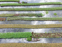 Aerial view of farmers cultivating vegetables on floating gardens in Nazirpur, Pirojpur, Bangladesh, on September 28, 2024. The farmers navi...