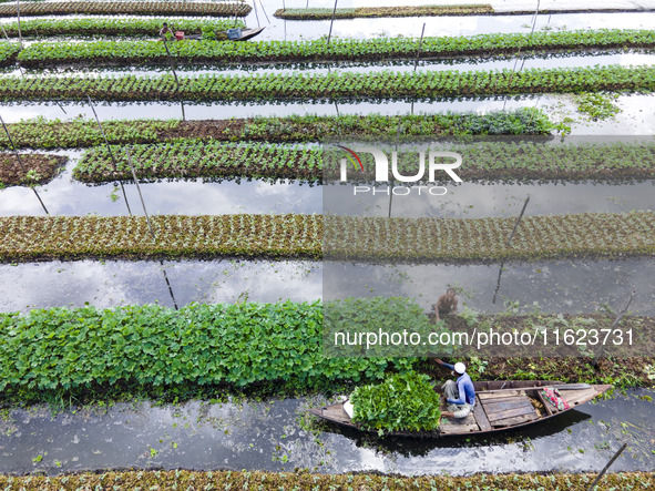 Aerial view of farmers cultivating vegetables on floating gardens in Nazirpur, Pirojpur, Bangladesh, on September 28, 2024. The farmers navi...