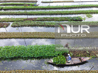 Aerial view of farmers cultivating vegetables on floating gardens in Nazirpur, Pirojpur, Bangladesh, on September 28, 2024. The farmers navi...