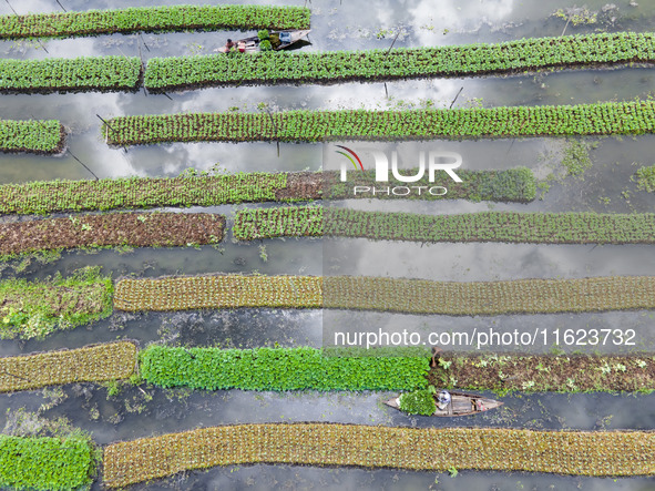 Aerial view of farmers cultivating vegetables on floating gardens in Nazirpur, Pirojpur, Bangladesh, on September 28, 2024. The farmers navi...