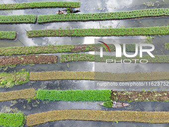 Aerial view of farmers cultivating vegetables on floating gardens in Nazirpur, Pirojpur, Bangladesh, on September 28, 2024. The farmers navi...