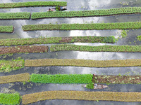 Aerial view of farmers cultivating vegetables on floating gardens in Nazirpur, Pirojpur, Bangladesh, on September 28, 2024. The farmers navi...