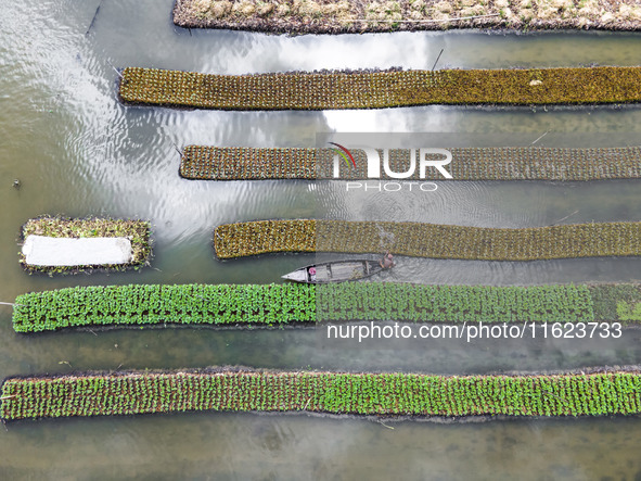 Aerial view of farmers cultivating vegetables on floating gardens in Nazirpur, Pirojpur, Bangladesh, on September 28, 2024. The farmers navi...