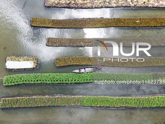 Aerial view of farmers cultivating vegetables on floating gardens in Nazirpur, Pirojpur, Bangladesh, on September 28, 2024. The farmers navi...