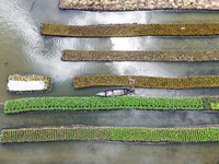 Aerial view of farmers cultivating vegetables on floating gardens in Nazirpur, Pirojpur, Bangladesh, on September 28, 2024. The farmers navi...