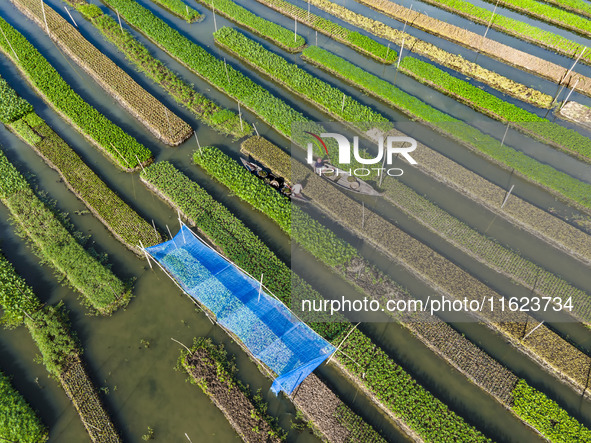 Aerial view of farmers cultivating vegetables on floating gardens in Nazirpur, Pirojpur, Bangladesh, on September 28, 2024. The farmers navi...