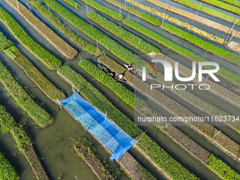 Aerial view of farmers cultivating vegetables on floating gardens in Nazirpur, Pirojpur, Bangladesh, on September 28, 2024. The farmers navi...