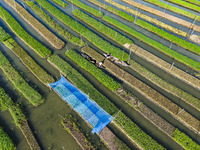 Aerial view of farmers cultivating vegetables on floating gardens in Nazirpur, Pirojpur, Bangladesh, on September 28, 2024. The farmers navi...