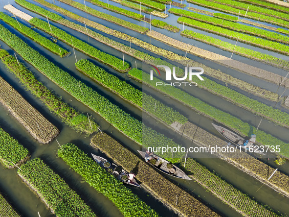 Aerial view of farmers cultivating vegetables on floating gardens in Nazirpur, Pirojpur, Bangladesh, on September 28, 2024. The farmers navi...