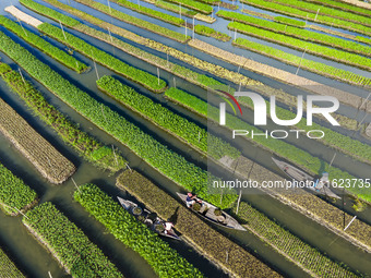 Aerial view of farmers cultivating vegetables on floating gardens in Nazirpur, Pirojpur, Bangladesh, on September 28, 2024. The farmers navi...