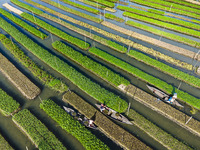 Aerial view of farmers cultivating vegetables on floating gardens in Nazirpur, Pirojpur, Bangladesh, on September 28, 2024. The farmers navi...