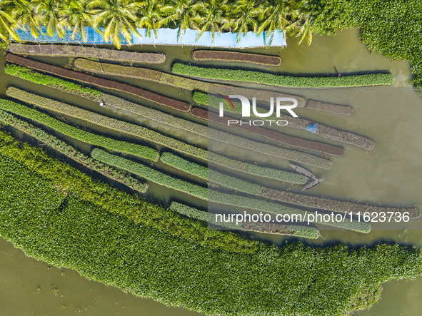 Aerial view of farmers cultivating vegetables on floating gardens in Nazirpur, Pirojpur, Bangladesh, on September 28, 2024. The farmers navi...