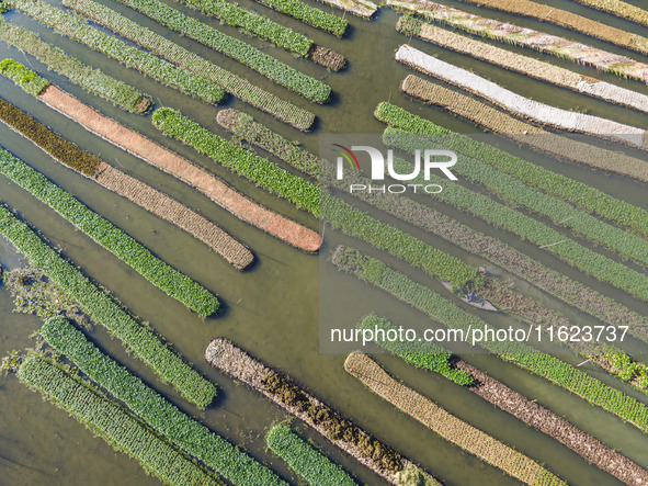 Aerial view of farmers cultivating vegetables on floating gardens in Nazirpur, Pirojpur, Bangladesh, on September 28, 2024. The farmers navi...