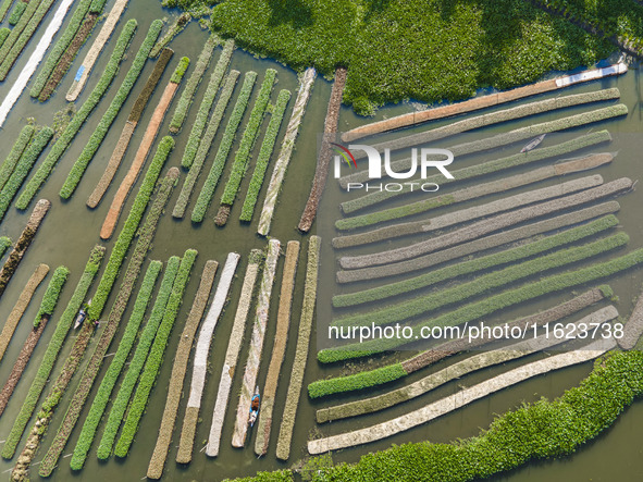 Aerial view of farmers cultivating vegetables on floating gardens in Nazirpur, Pirojpur, Bangladesh, on September 28, 2024. The farmers navi...