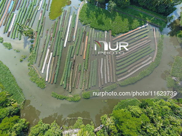 Aerial view of farmers cultivating vegetables on floating gardens in Nazirpur, Pirojpur, Bangladesh, on September 28, 2024. The farmers navi...