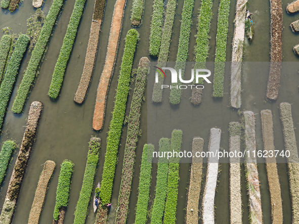 Aerial view of farmers cultivating vegetables on floating gardens in Nazirpur, Pirojpur, Bangladesh, on September 28, 2024. The farmers navi...