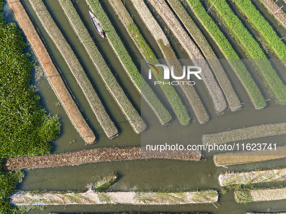 Aerial view of farmers cultivating vegetables on floating gardens in Nazirpur, Pirojpur, Bangladesh, on September 28, 2024. The farmers navi...