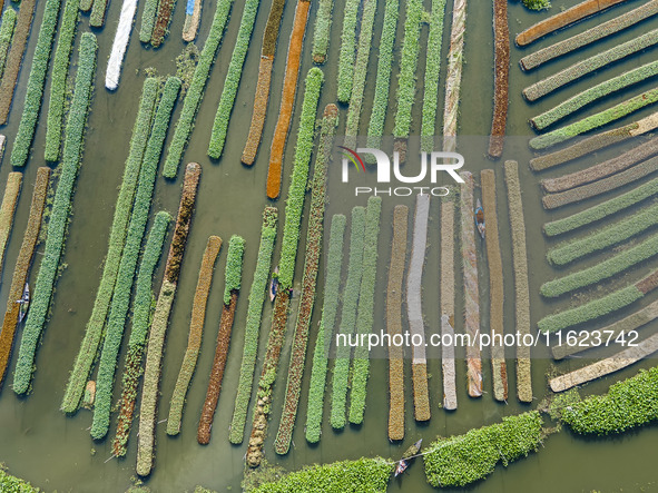 Aerial view of farmers cultivating vegetables on floating gardens in Nazirpur, Pirojpur, Bangladesh, on September 28, 2024. The farmers navi...