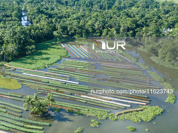 Aerial view of farmers cultivating vegetables on floating gardens in Nazirpur, Pirojpur, Bangladesh, on September 28, 2024. The farmers navi...