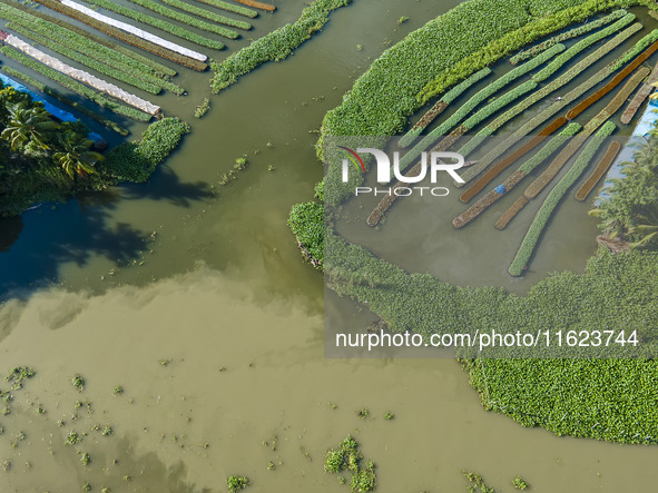 Aerial view of farmers cultivating vegetables on floating gardens in Nazirpur, Pirojpur, Bangladesh, on September 28, 2024. The farmers navi...