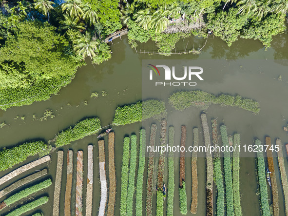 Aerial view of farmers cultivating vegetables on floating gardens in Nazirpur, Pirojpur, Bangladesh, on September 28, 2024. The farmers navi...