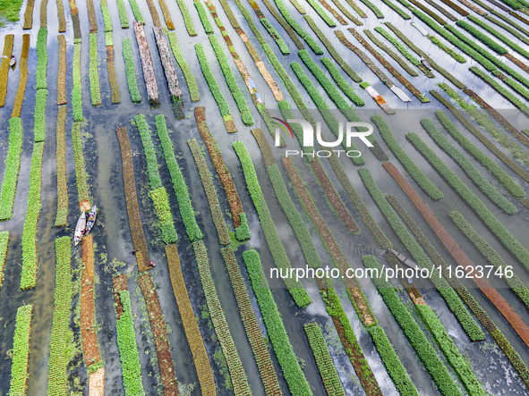 Aerial view of farmers cultivating vegetables on floating gardens in Nazirpur, Pirojpur, Bangladesh, on September 28, 2024. The farmers navi...