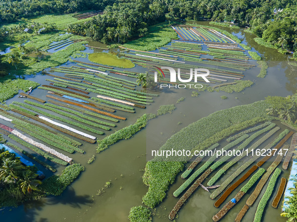 Aerial view of farmers cultivating vegetables on floating gardens in Nazirpur, Pirojpur, Bangladesh, on September 28, 2024. The farmers navi...