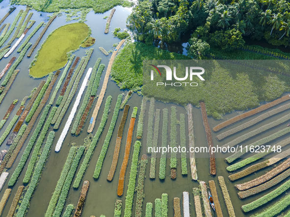 Aerial view of farmers cultivating vegetables on floating gardens in Nazirpur, Pirojpur, Bangladesh, on September 28, 2024. The farmers navi...