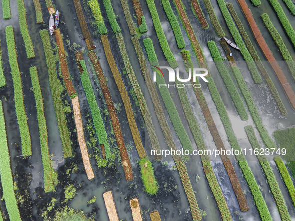 Aerial view of farmers cultivating vegetables on floating gardens in Nazirpur, Pirojpur, Bangladesh, on September 28, 2024. The farmers navi...