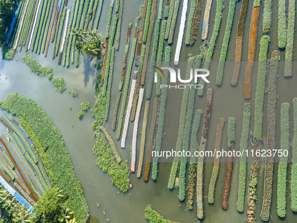 Aerial view of farmers cultivating vegetables on floating gardens in Nazirpur, Pirojpur, Bangladesh, on September 28, 2024. The farmers navi...