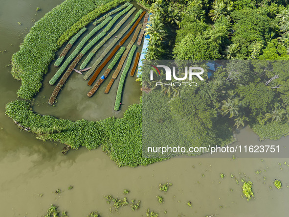 Aerial view of farmers cultivating vegetables on floating gardens in Nazirpur, Pirojpur, Bangladesh, on September 28, 2024. The farmers navi...