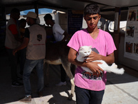 A Palestinian youth waits to have his cat examined at a newly opened clinic for animal care at a displacement camp in Deir el-Balah, Gaza St...