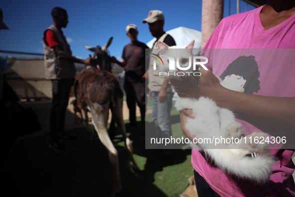 A Palestinian youth waits to have his cat examined at a newly opened clinic for animal care at a displacement camp in Deir el-Balah, Gaza St...