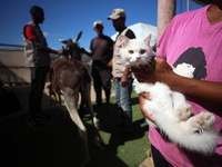 A Palestinian youth waits to have his cat examined at a newly opened clinic for animal care at a displacement camp in Deir el-Balah, Gaza St...