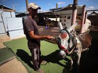 Palestinians bring their donkeys for treatment at a newly opened clinic for animal care at a displacement camp in Deir el-Balah, Gaza Strip,...