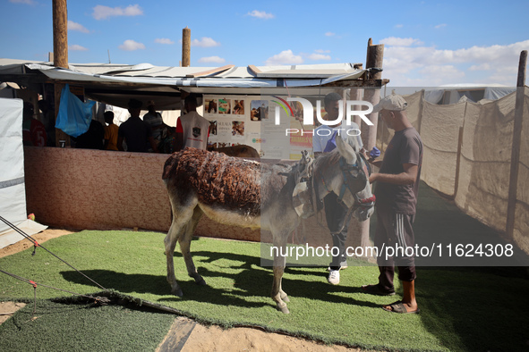 Palestinians bring their donkeys for treatment at a newly opened clinic for animal care at a displacement camp in Deir el-Balah, Gaza Strip,...