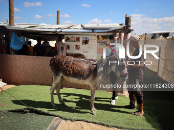 Palestinians bring their donkeys for treatment at a newly opened clinic for animal care at a displacement camp in Deir el-Balah, Gaza Strip,...