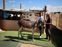 Palestinians bring their donkeys for treatment at a newly opened clinic for animal care at a displacement camp in Deir el-Balah, Gaza Strip,...