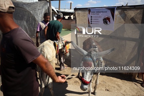 Palestinians bring their donkeys for treatment at a newly opened clinic for animal care at a displacement camp in Deir el-Balah, Gaza Strip,...