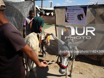 Palestinians bring their donkeys for treatment at a newly opened clinic for animal care at a displacement camp in Deir el-Balah, Gaza Strip,...