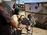 Palestinians bring their donkeys for treatment at a newly opened clinic for animal care at a displacement camp in Deir el-Balah, Gaza Strip,...