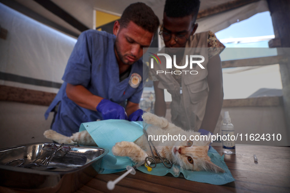 Veterinarians treat a cat at a newly opened clinic for animal care at a displacement camp in Deir el-Balah, Gaza Strip, on September 30, 202...