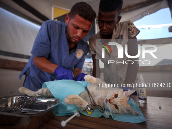 Veterinarians treat a cat at a newly opened clinic for animal care at a displacement camp in Deir el-Balah, Gaza Strip, on September 30, 202...