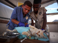 Veterinarians treat a cat at a newly opened clinic for animal care at a displacement camp in Deir el-Balah, Gaza Strip, on September 30, 202...