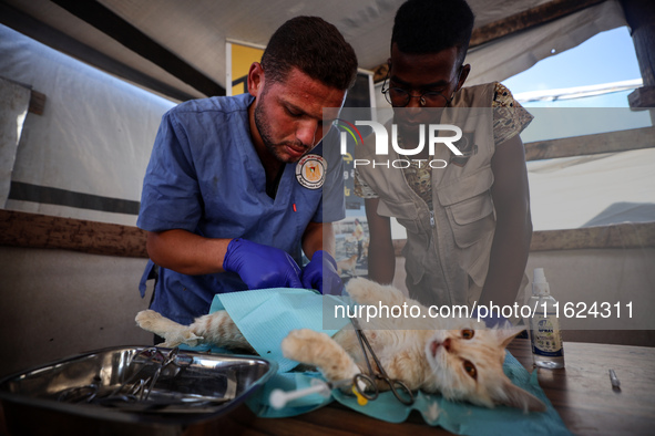 Veterinarians treat a cat at a newly opened clinic for animal care at a displacement camp in Deir el-Balah, Gaza Strip, on September 30, 202...