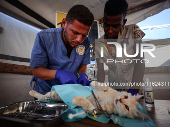 Veterinarians treat a cat at a newly opened clinic for animal care at a displacement camp in Deir el-Balah, Gaza Strip, on September 30, 202...